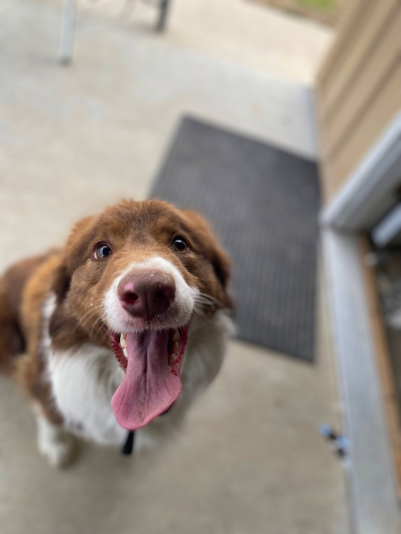 Jonah is registered to the contest to win money with this photo: canidae, carnivore, collar, companion_dog, dog, dog_breed, fang, fawn, fur, leash, liver, paw, snout, sporting_group, street_dog, whiskers, working_animal, yawn