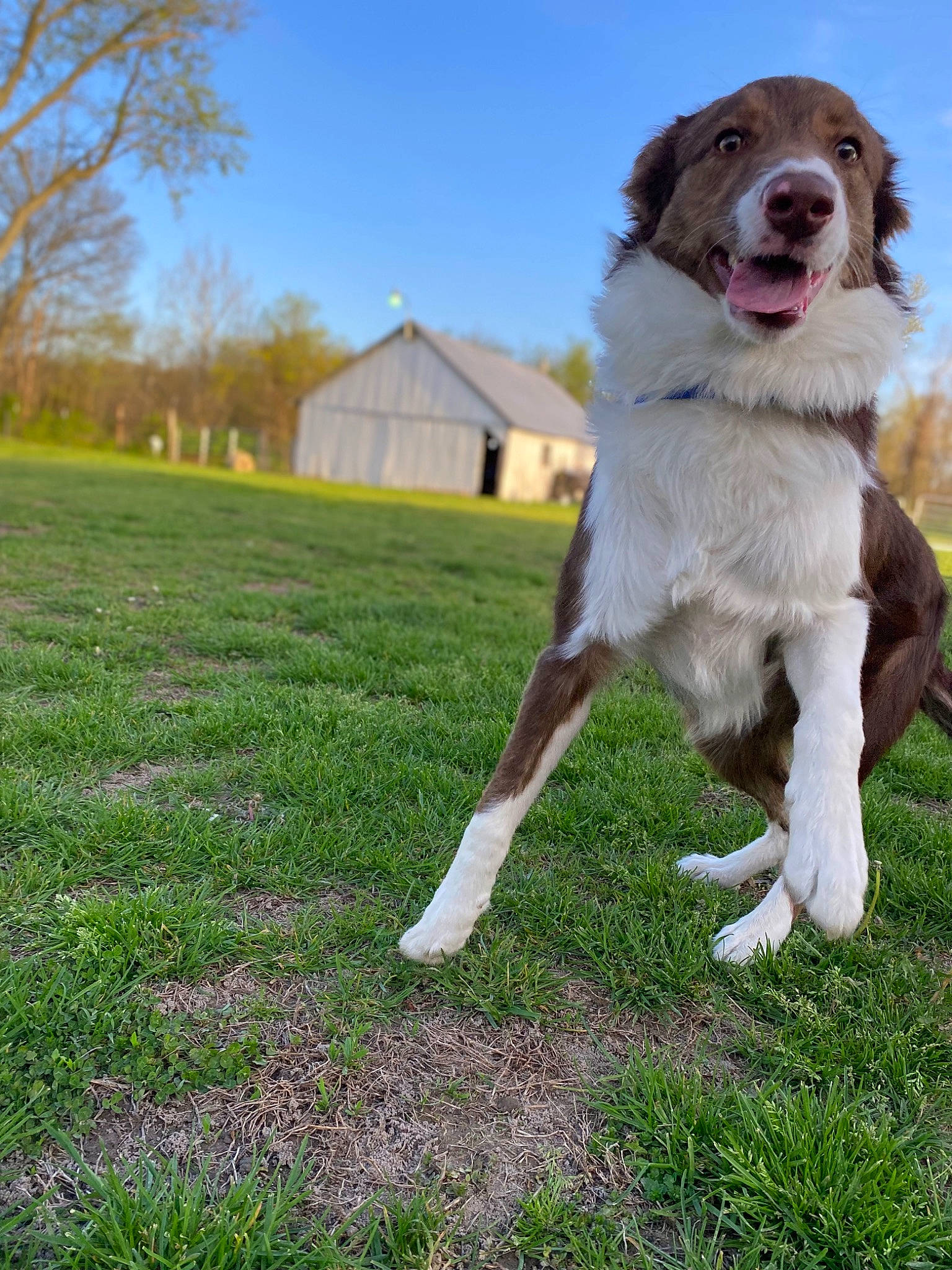 Jonah joined the competition — help win amazing prizes! canidae, carnivore, companion_dog, dog, dog_breed, fur, grass, grassland, groundcover, gun_dog, herding_dog, pasture, people_in_nature, plant, prairie, sky, sporting_group, tail, tree, working_dog
