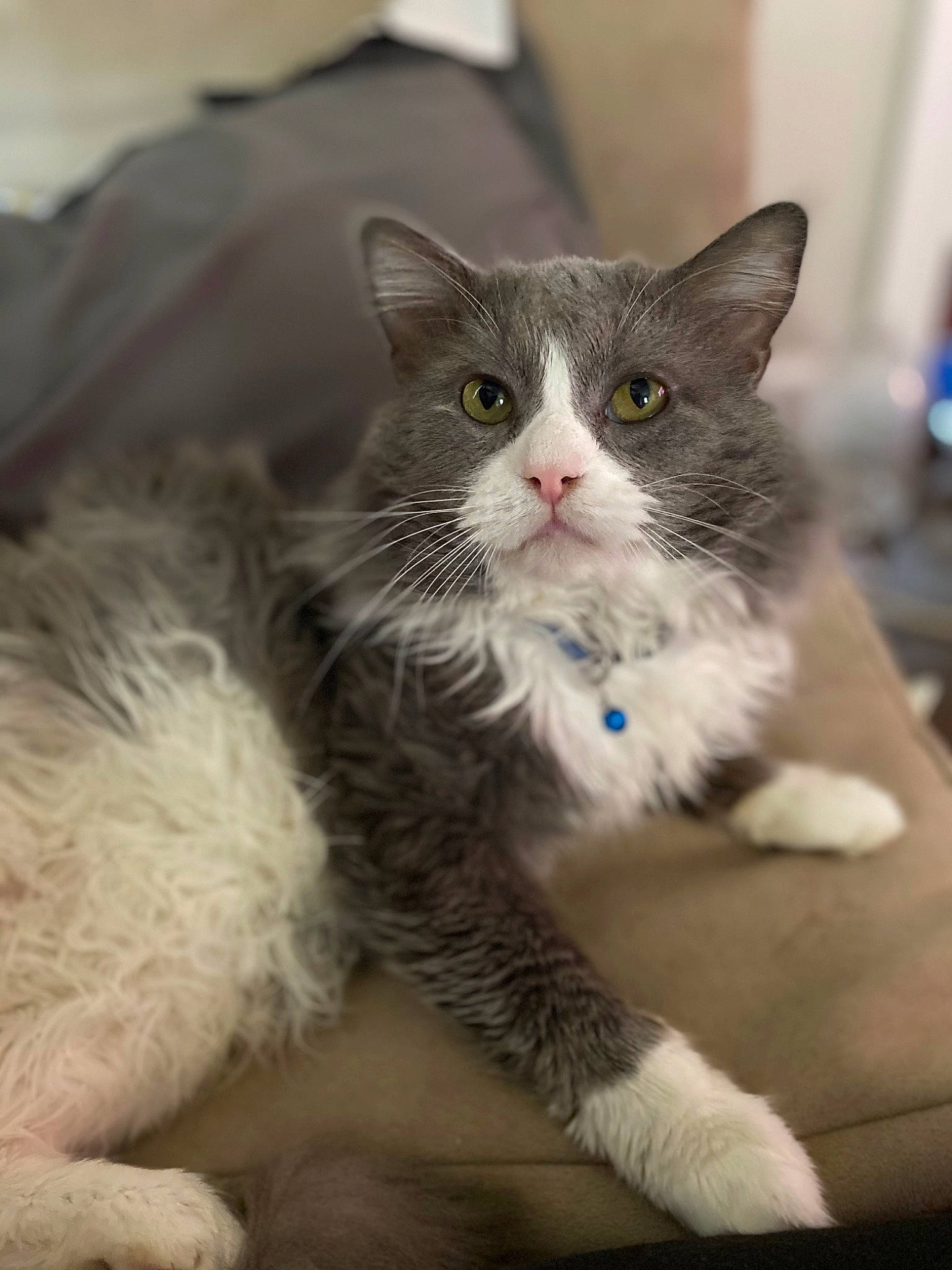 Sapphire joined the competition — help win amazing prizes! carnivore, cat, claw, comfort, domestic_short_haired_cat, felidae, fur, paw, sitting, small_to_medium_sized_cats, snout, tail, terrestrial_animal, whiskers, window