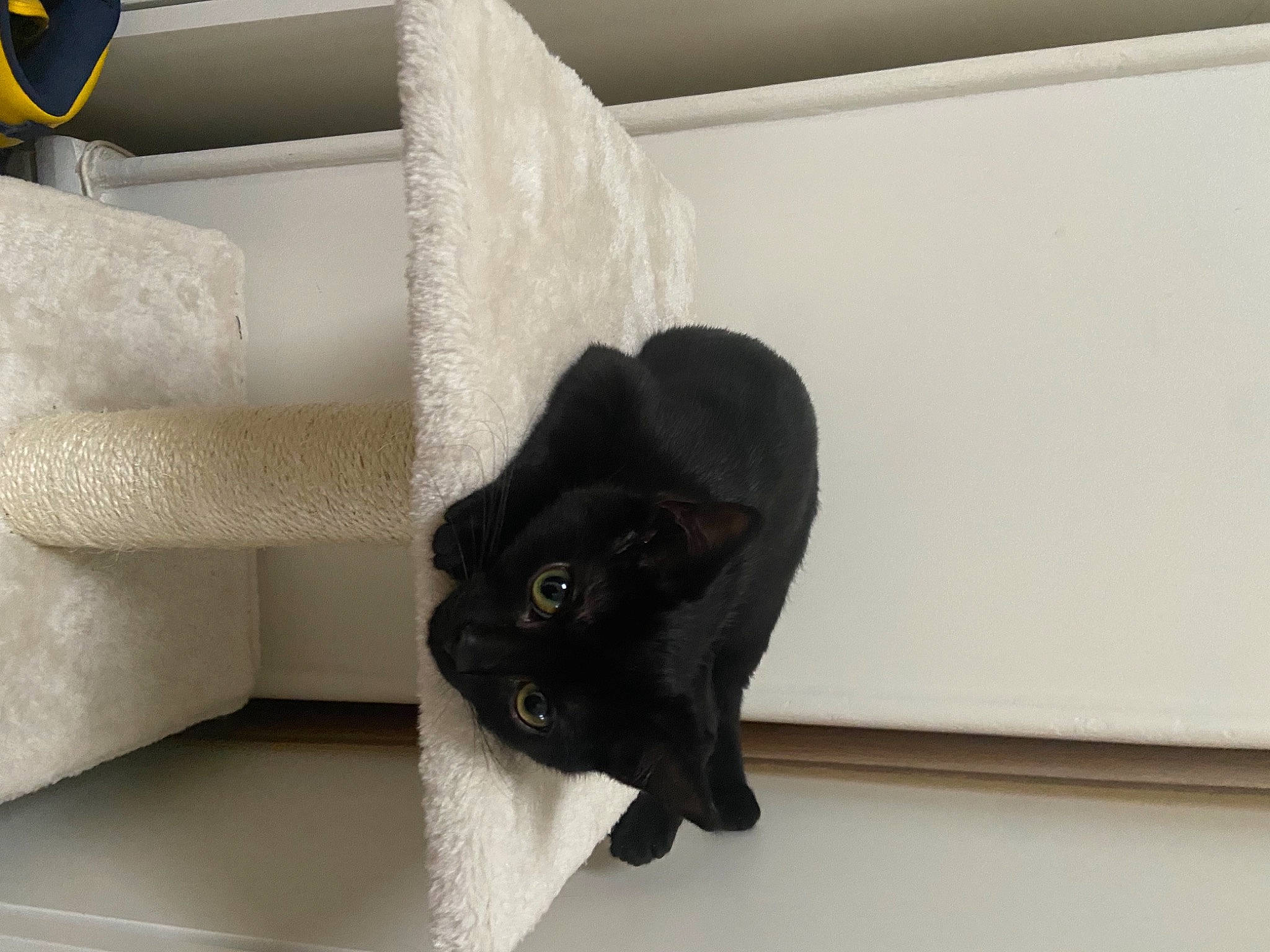 Maïtika a rejoint le concours — aidez-le/la à gagner de superbes lots ! black_cat, bombay, carnivore, cat, cat_supply, comfort, domestic_short_haired_cat, felidae, floor, flooring, fur, grey, hardwood, room, shelf, shelving, small_to_medium_sized_cats, tail, whiskers, wood