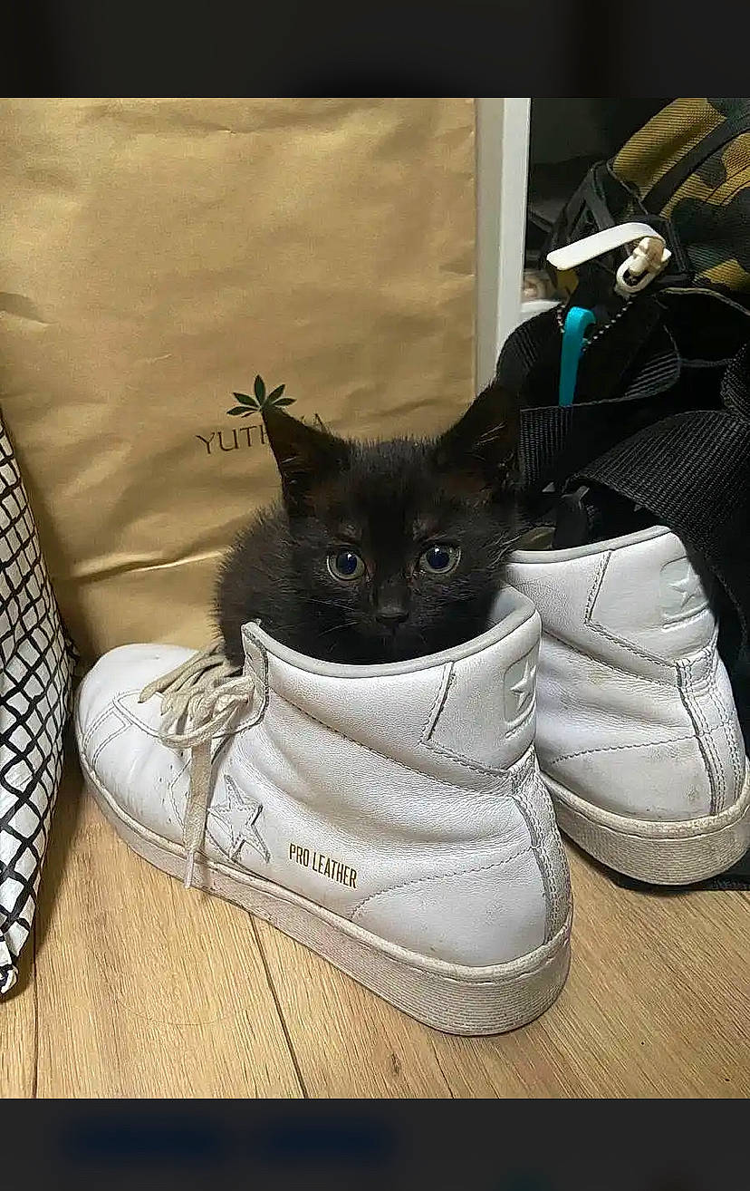 Maïtika a rejoint le concours — aidez-le/la à gagner de superbes lots ! athletic_shoe, bag, carmine, carnivore, cat, comfort, domestic_short_haired_cat, electric_blue, fashion_accessory, felidae, fur, grey, linens, luggage_and_bags, outdoor_shoe, pattern, small_to_medium_sized_cats, sportswear, walking_shoe, whiskers