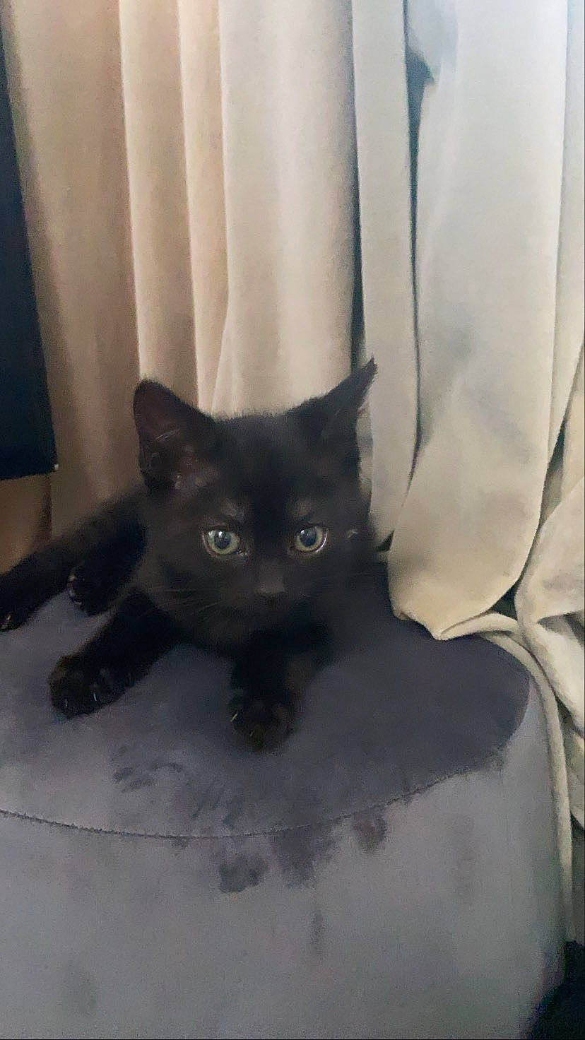 Maïtika a rejoint le concours — aidez-le/la à gagner de superbes lots ! black_cat, carnivore, cat, cat_supply, claw, comfort, curtain, domestic_short_haired_cat, felidae, fur, grey, head, linens, room, sleeve, small_to_medium_sized_cats, snout, tail, terrestrial_animal, whiskers