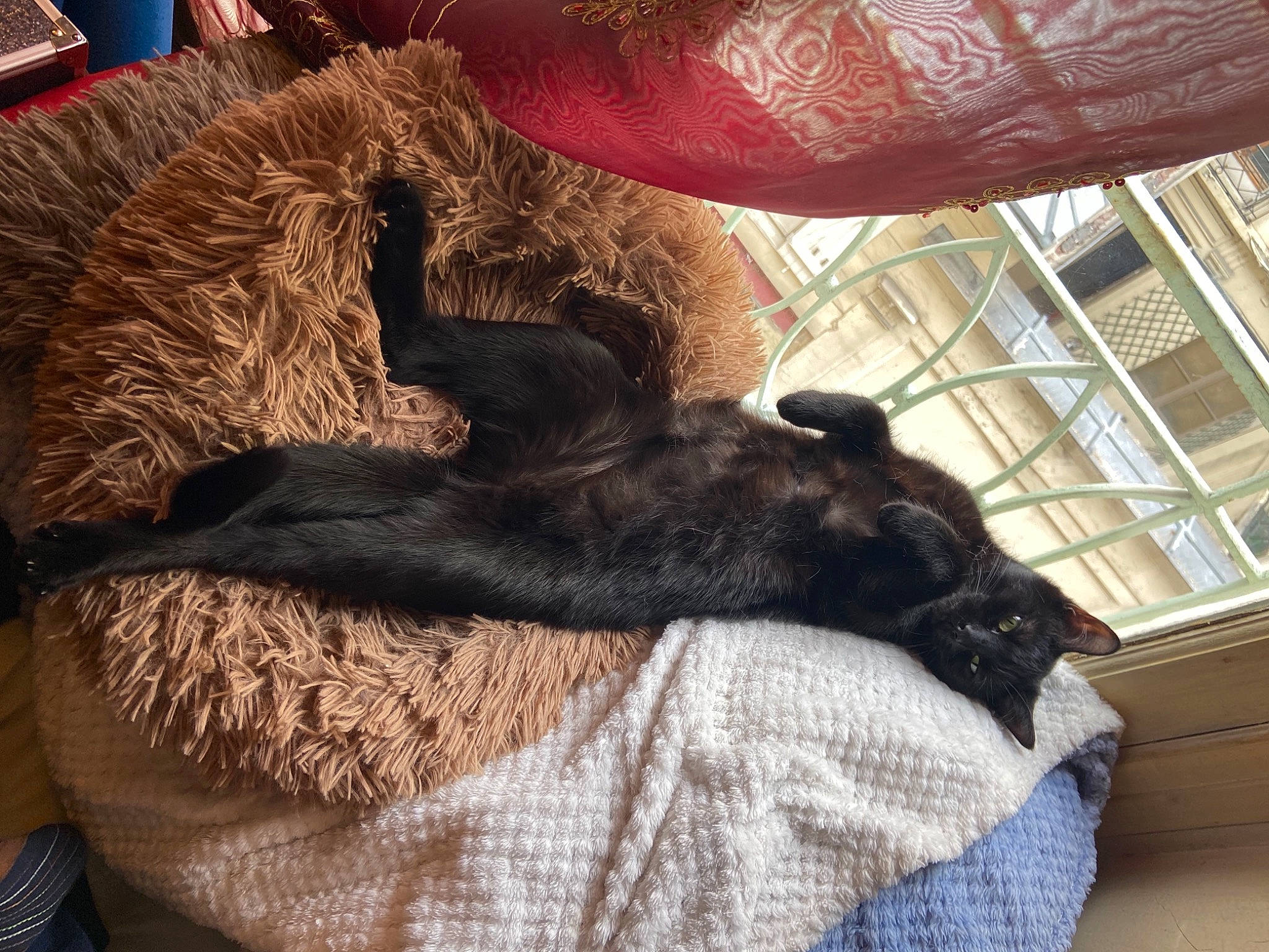 Maïtika participe au concours pour gagner de l'argent avec cette photo : bombay, cat, claw, comfort, companion_dog, dog_breed, domestic_short_haired_cat, fawn, felidae, fur, human_leg, lap, linens, small_to_medium_sized_cats, tail, tints_and_shades, whiskers, window, wool, working_animal