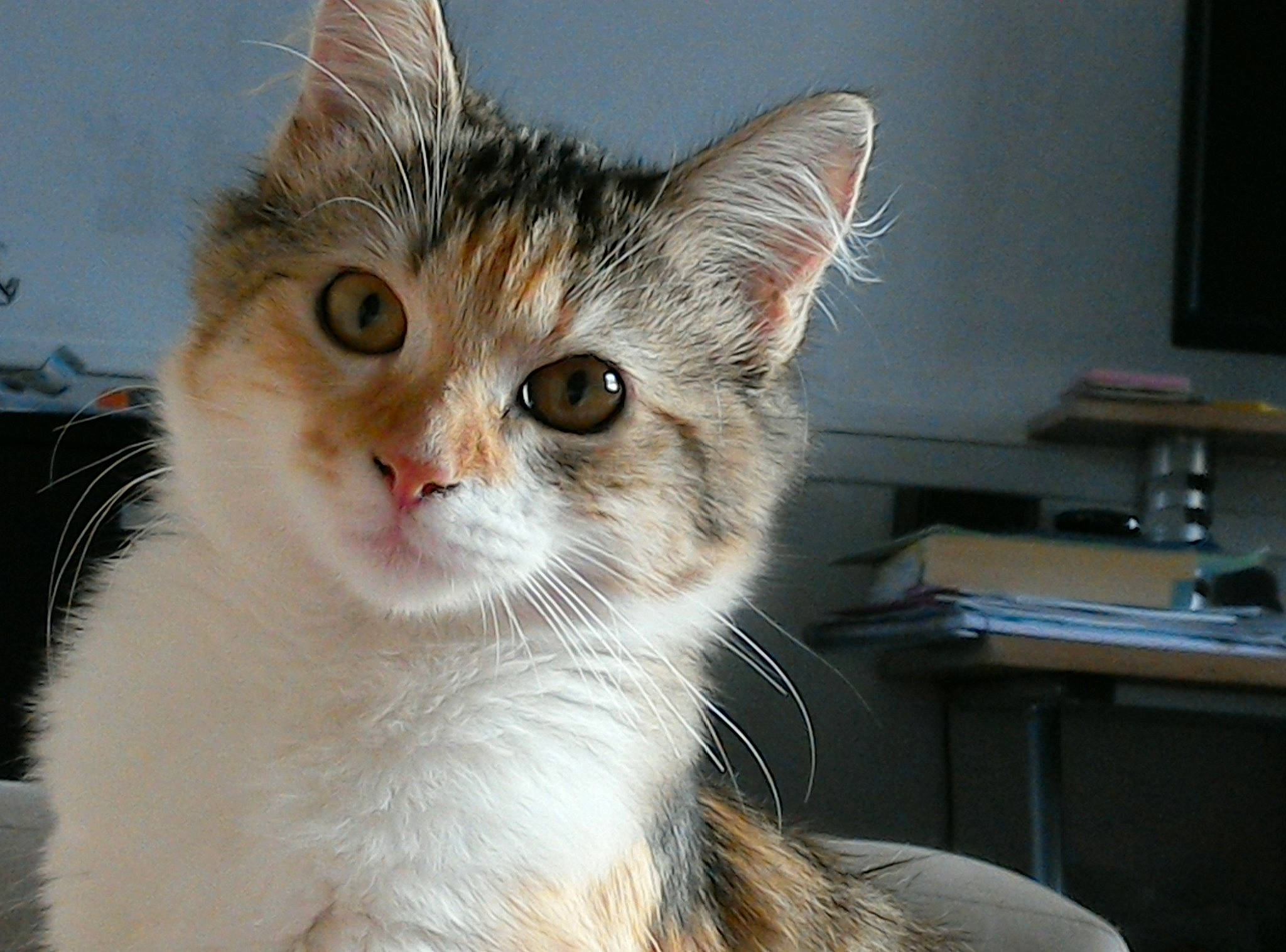 Croquette a rejoint le concours — aidez-le/la à gagner de superbes lots ! carnivore, cat, domestic_short_haired_cat, door, ear, fawn, felidae, fur, paw, picture_frame, small_to_medium_sized_cats, whiskers, window