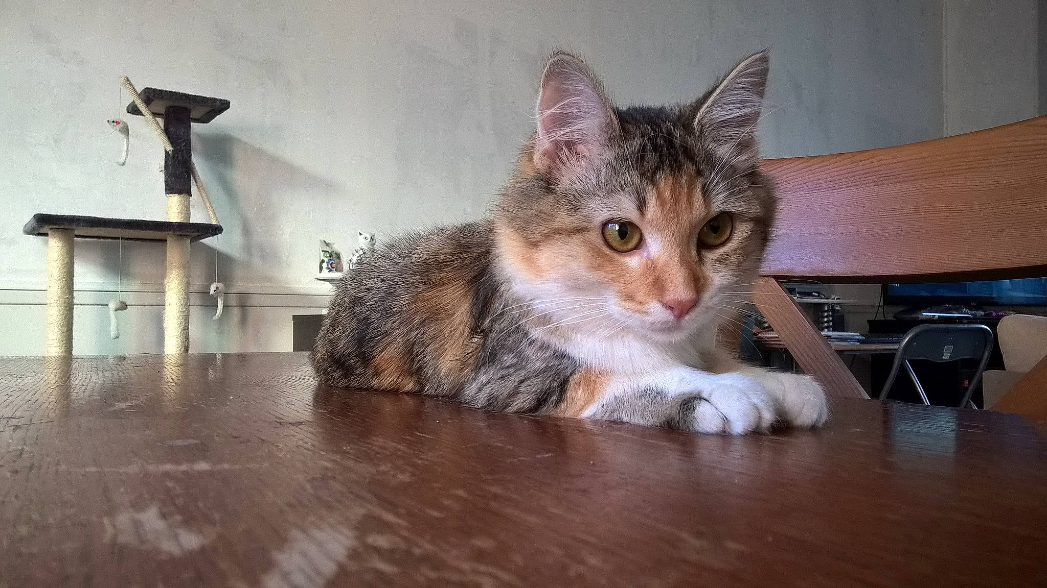 Croquette participe au concours pour gagner de l'argent avec cette photo : carnivore, cat, claw, desk, domestic_short_haired_cat, felidae, flooring, fur, hardwood, laminate_flooring, paw, small_to_medium_sized_cats, table, varnish, whiskers, wood, wood_flooring