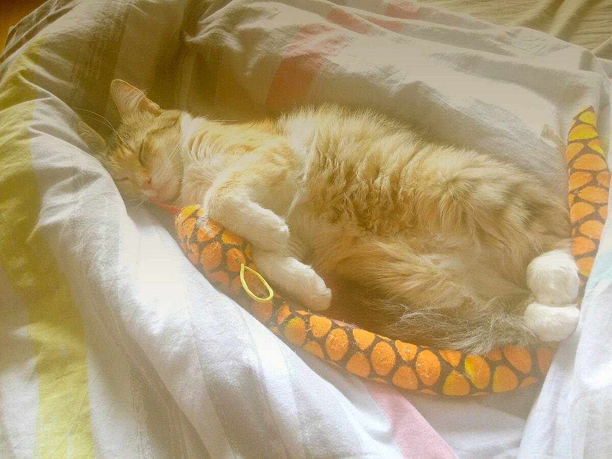 Croquette a rejoint le concours — aidez-le/la à gagner de superbes lots ! bean_bag, bed, bedding, carnivore, cat, claw, comfort, companion_dog, dog_breed, duvet, felidae, fur, linens, nap, orange, paw, small_to_medium_sized_cats, sporting_group, tail, whiskers