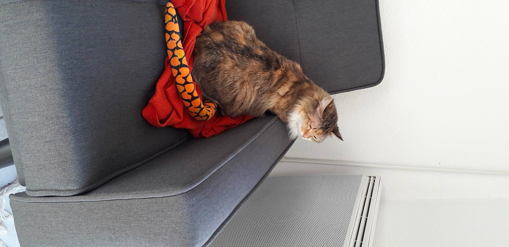 Croquette participe au concours pour gagner de l'argent avec cette photo : auto_part, automotive_exterior, canidae, car_seat, carnivore, cat, comfort, companion_dog, couch, fawn, felidae, fur, orange, small_to_medium_sized_cats, sporting_group, studio_couch, tail, vehicle, vehicle_door, whiskers