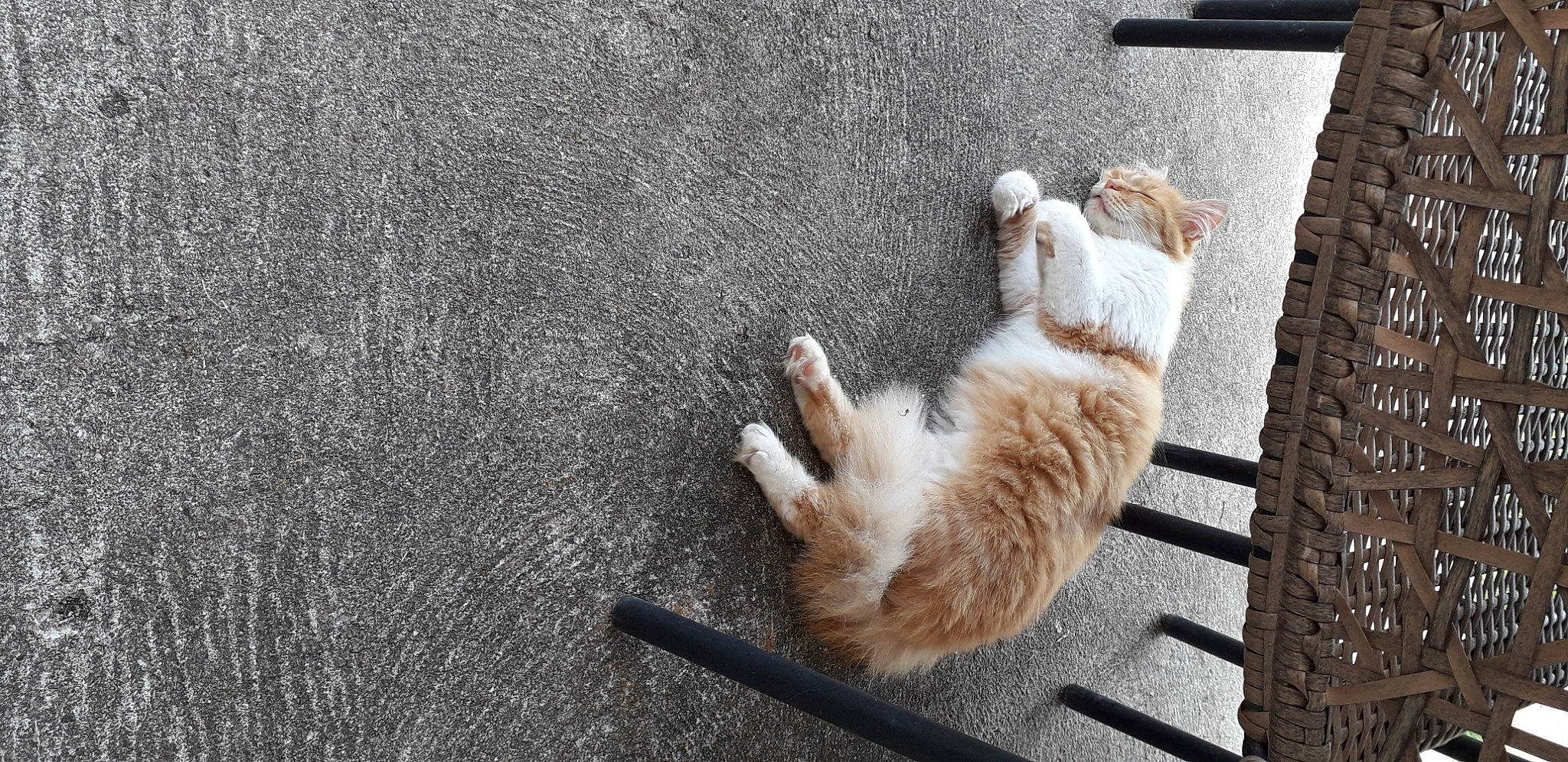 Bidule a rejoint le concours — aidez-le/la à gagner de superbes lots ! asphalt, canidae, carnivore, cat, claw, companion_dog, concrete, domestic_short_haired_cat, felidae, flooring, fur, grass, paw, road_surface, shadow, small_to_medium_sized_cats, sporting_group, tail, whiskers, wood