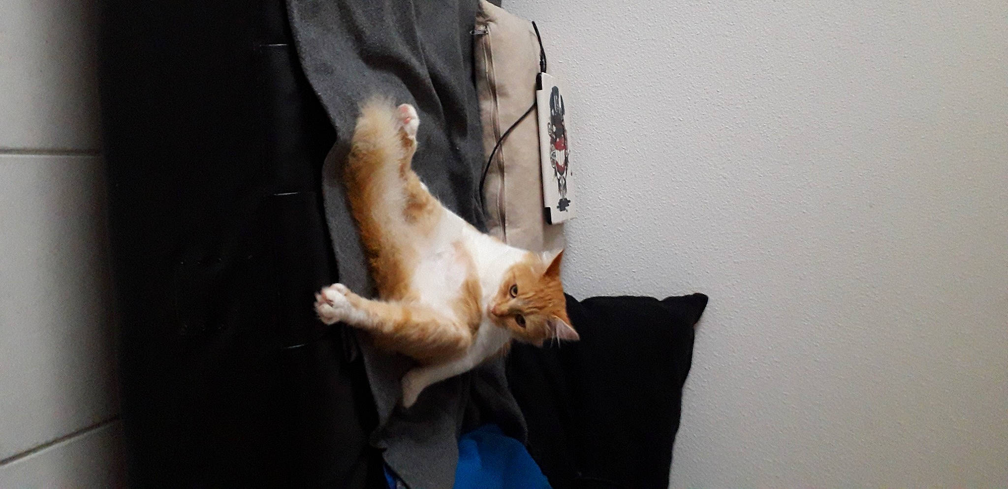 Bidule a rejoint le concours — aidez-le/la à gagner de superbes lots ! carnivore, cat, claw, comfort, companion_dog, dog_breed, domestic_short_haired_cat, fawn, felidae, foot, fur, human_leg, paw, room, small_to_medium_sized_cats, snout, sporting_group, tail, whiskers, wood