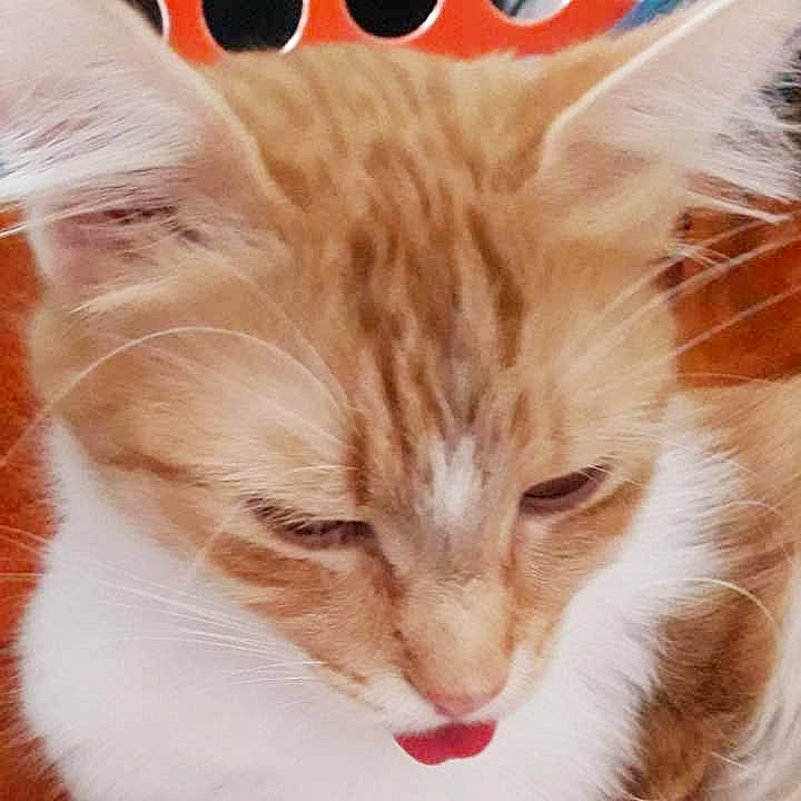 Bidule a rejoint le concours — aidez-le/la à gagner de superbes lots ! carnivore, cat, claw, domestic_short_haired_cat, ear, eye, fawn, felidae, fur, happy, head, maine_coon, paw, photo_caption, small_to_medium_sized_cats, snout, tail, terrestrial_animal, whiskers