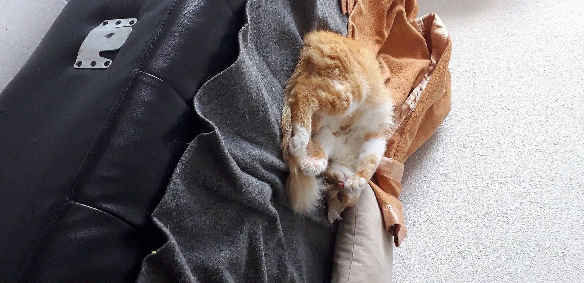 Bidule a rejoint le concours — aidez-le/la à gagner de superbes lots ! bag, brown, canidae, carnivore, cat, comfort, companion_dog, domestic_short_haired_cat, fawn, felidae, fur, gesture, human_leg, luggage_and_bags, paw, small_to_medium_sized_cats, sporting_group, tail, whiskers, wood