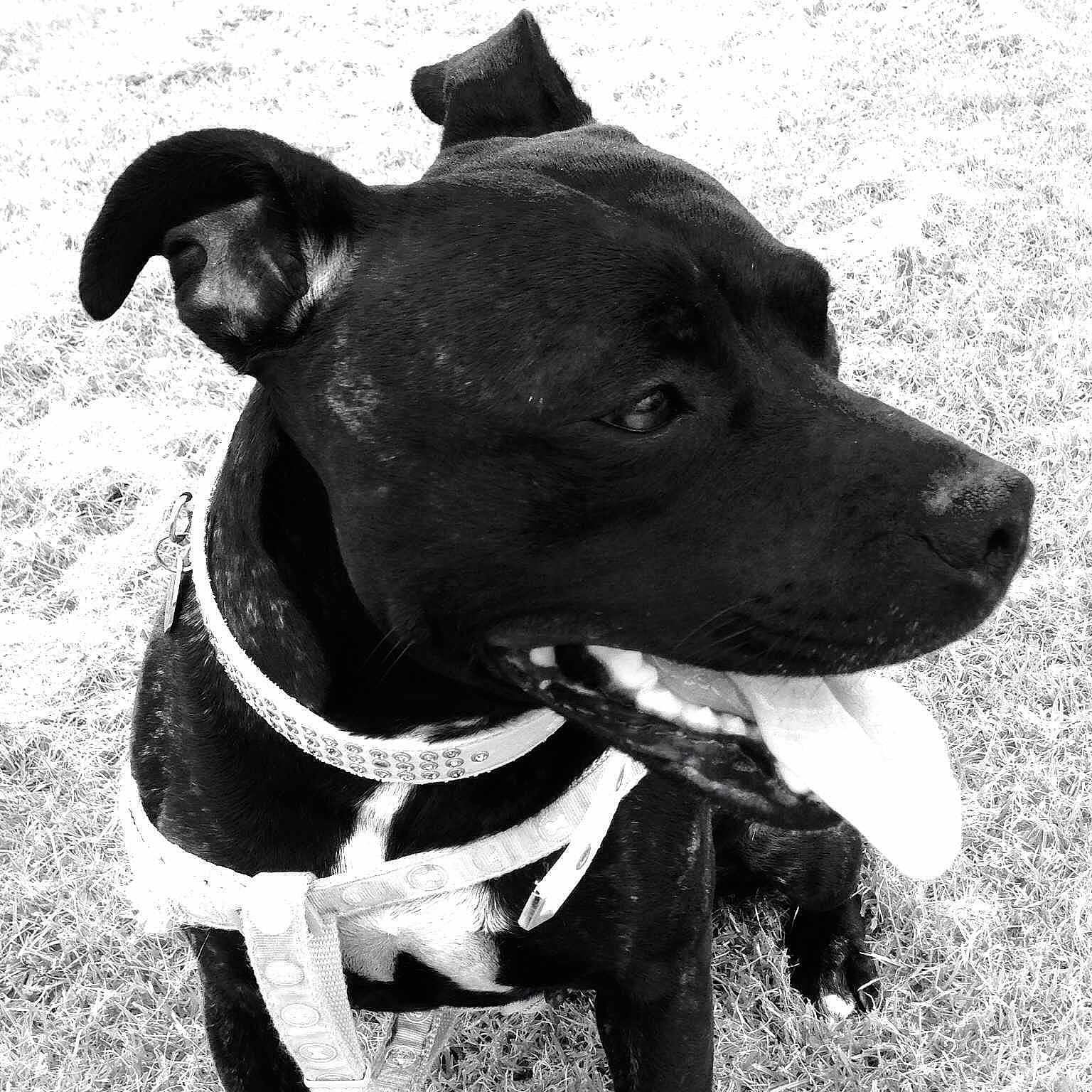 Patch is registered to the contest to win money with this photo: