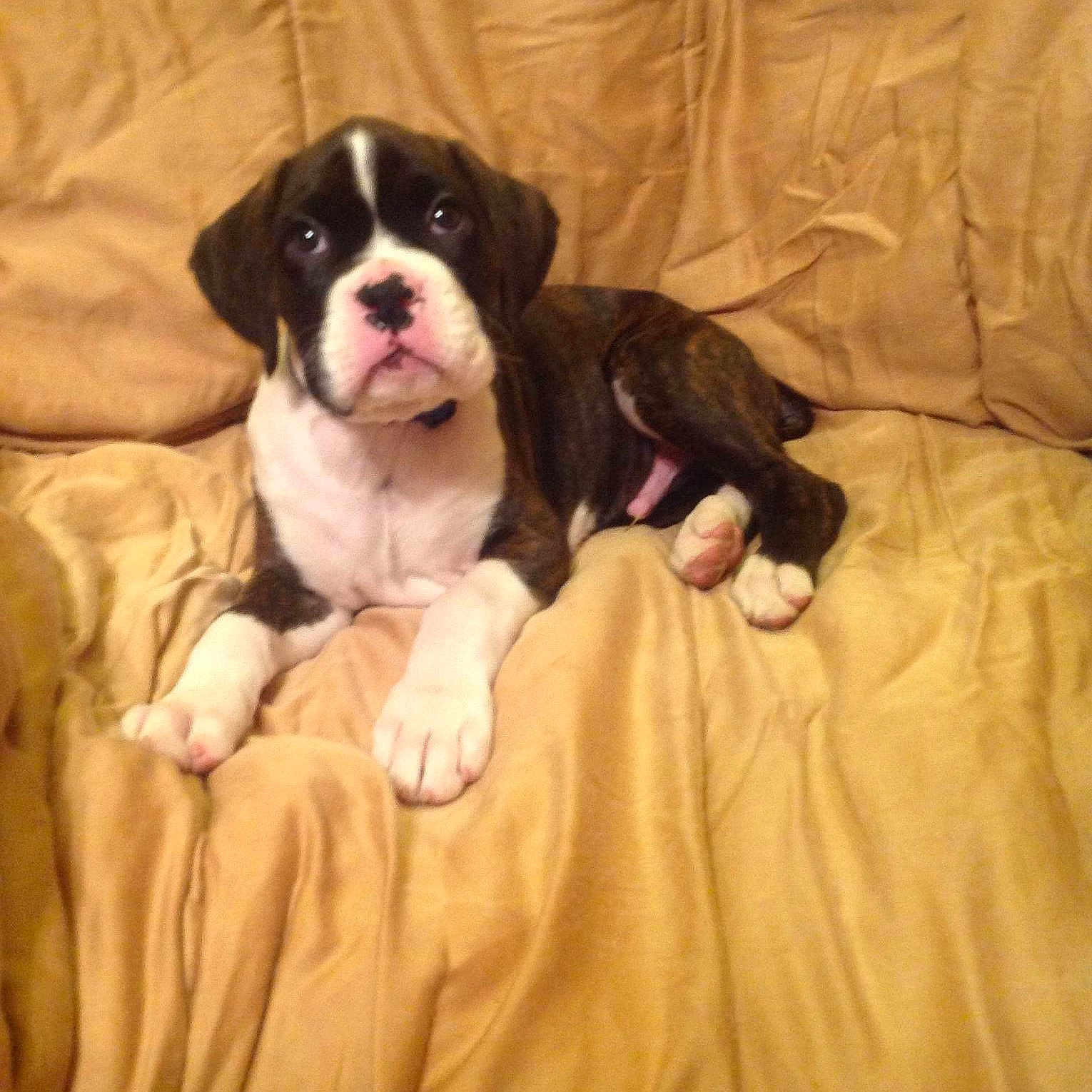 Deuce joined the competition — help win amazing prizes!