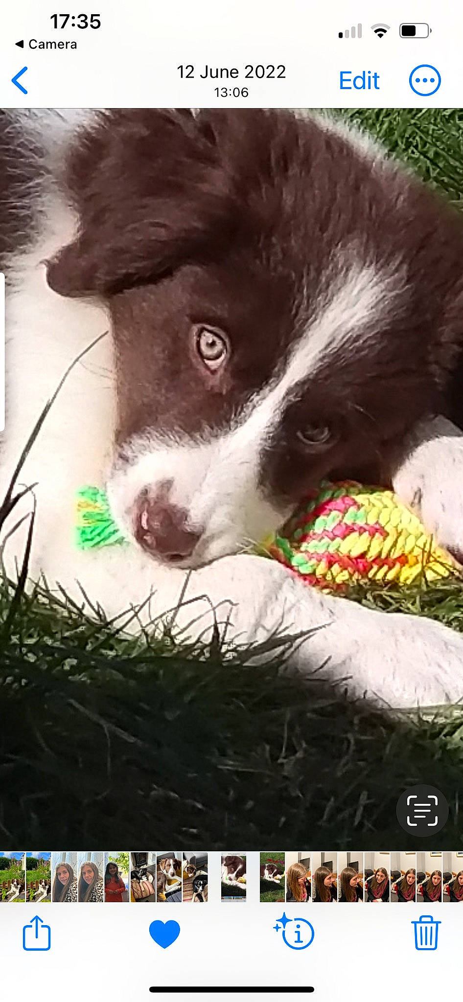 Freya joined the competition — help win amazing prizes! border_collie, bowl, canidae, carmine, carnivore, claw, companion_dog, dog, dog_breed, foot, fur, grass, herding_dog, mammal, paw, recipe, snout, terrestrial_animal, whiskers, working_animal