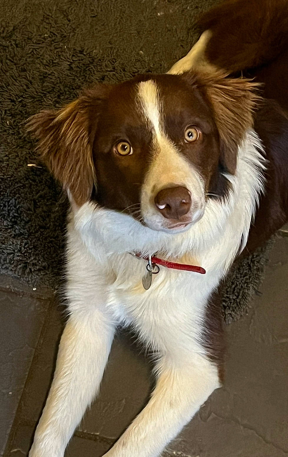 Freya is registered to the contest to win money with this photo: australian_collie, border_collie, canidae, carnivore, companion_dog, dog, dog_breed, fur, gun_dog, plant, sporting_group, terrestrial_animal, whiskers, working_dog