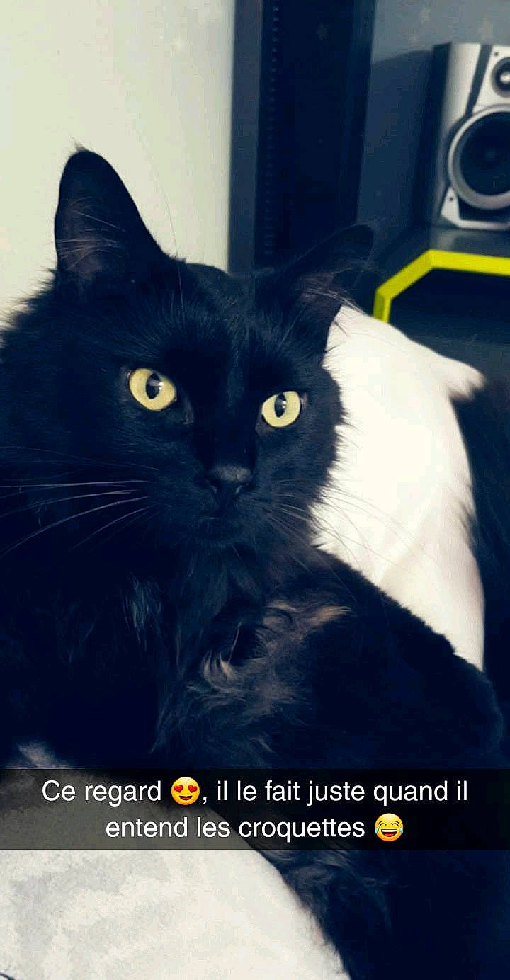 Kuro participe au concours pour gagner de l'argent avec cette photo : black_cat, bombay, carnivore, cat, domestic_short_haired_cat, electric_blue, felidae, font, fur, photo_caption, small_to_medium_sized_cats, snout, tail, terrestrial_animal, whiskers