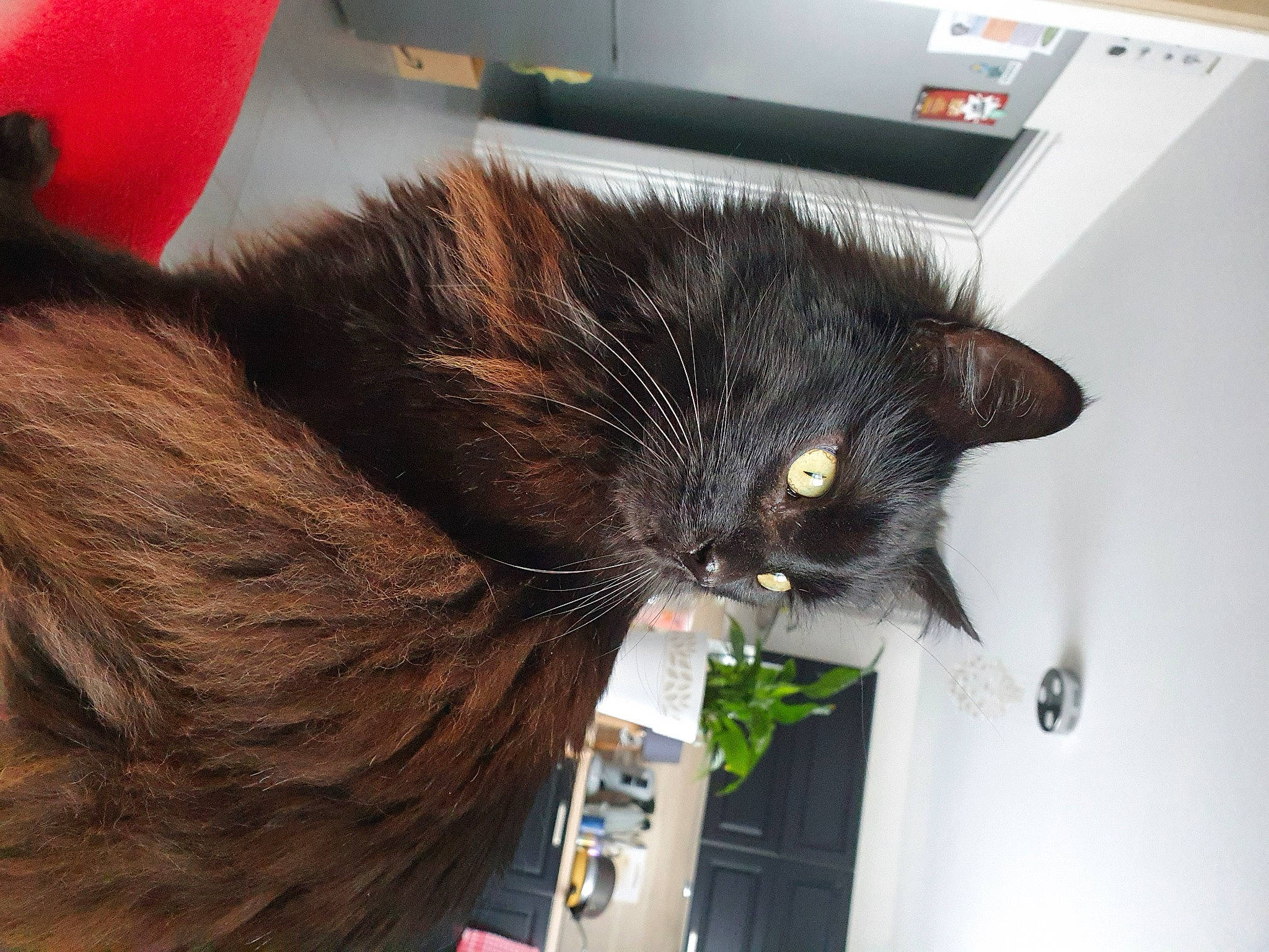 Kuro participe au concours pour gagner de l'argent avec cette photo : balloon, black_cat, bombay, carnivore, cat, claw, domestic_short_haired_cat, felidae, fur, home_appliance, room, small_to_medium_sized_cats, snout, tail, whiskers