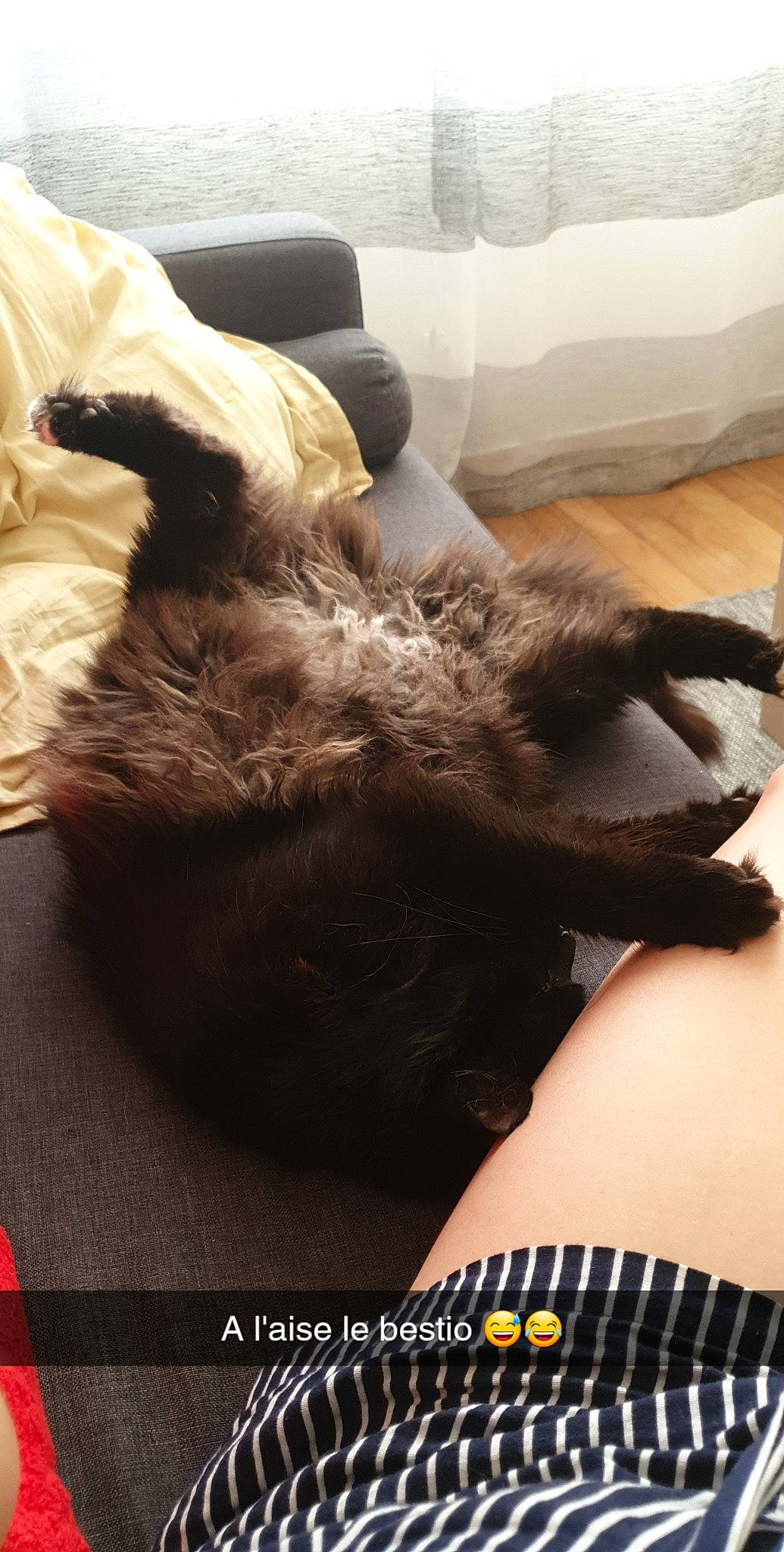 Kuro a rejoint le concours — aidez-le/la à gagner de superbes lots ! carnivore, cat, comfort, companion_dog, couch, dog_breed, domestic_short_haired_cat, fawn, felidae, flooring, fur, gesture, hardwood, human_leg, paw, small_to_medium_sized_cats, tail, thigh, whiskers, wood