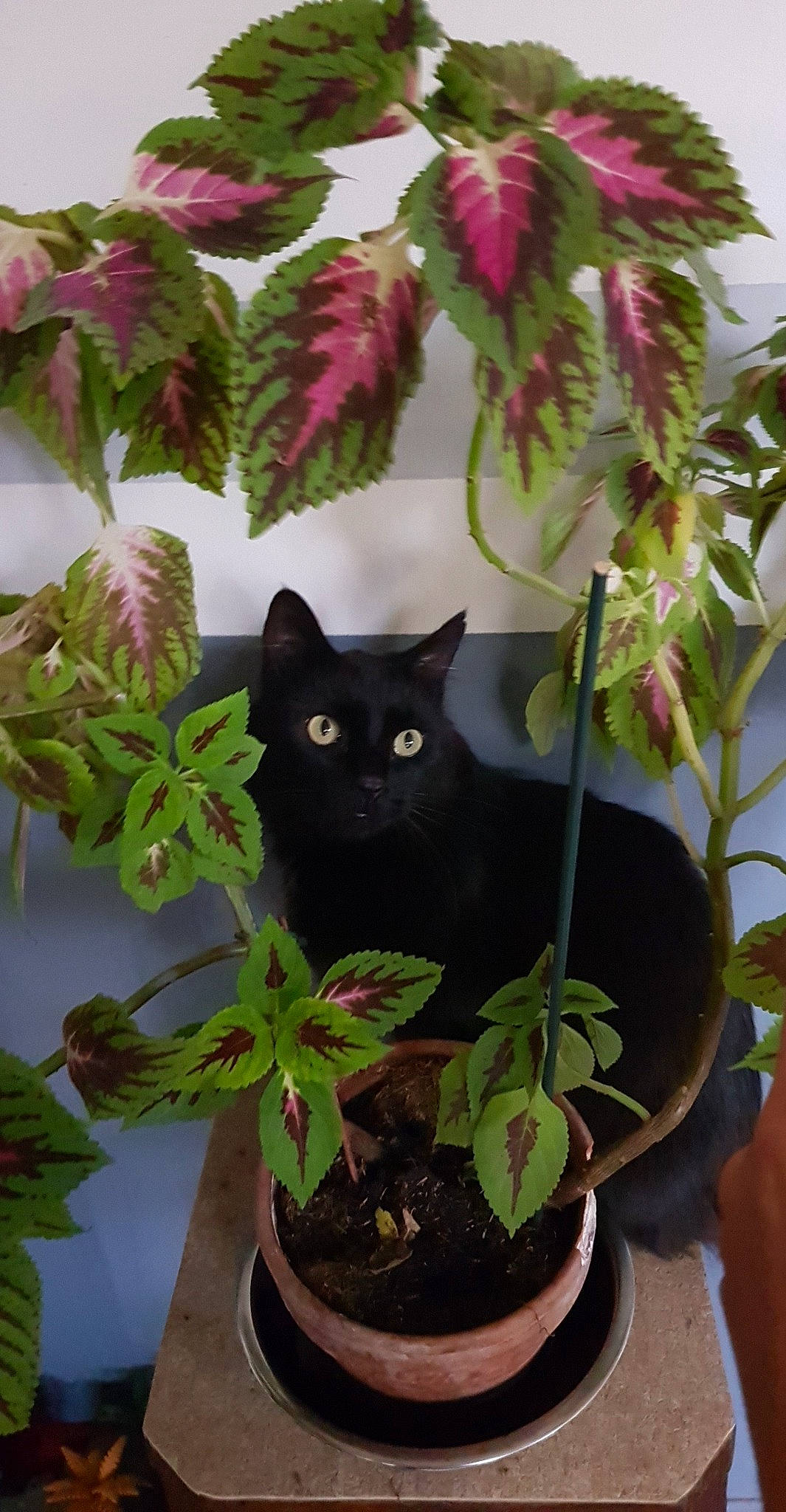 Kuro a rejoint le concours — aidez-le/la à gagner de superbes lots ! annual_plant, black_cat, botany, carnivore, cat, felidae, flower, flowering_plant, flowerpot, grass, groundcover, houseplant, leaf, petal, photograph, plant, small_to_medium_sized_cats, snapshot, terrestrial_plant, whiskers