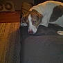 animal, brown, brown_spot, calm, canine, couch, dog, domestic, floor, furniture, home, indoor, pet, quiet, relaxed, resting, room, rug, sleepy, white