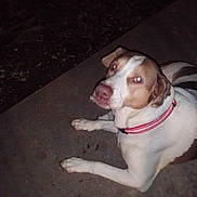 Winston is registered to the contest to win money with this photo: dog, animal, pet, collar, night, concrete, laying, white, brown, outdoor, flash, reflection, canine, domestic, mammal, side_view, alert, looking, ears, paws