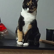Bella a rejoint le concours — aidez-le/la à gagner de superbes lots ! cat, calico, feline, pet, indoor, kitchen, counter, sitting, fur_pattern, white_paws, black_fur, orange_fur, animal, whiskers, ears, domestic_animal, cute, portrait, furniture, household
