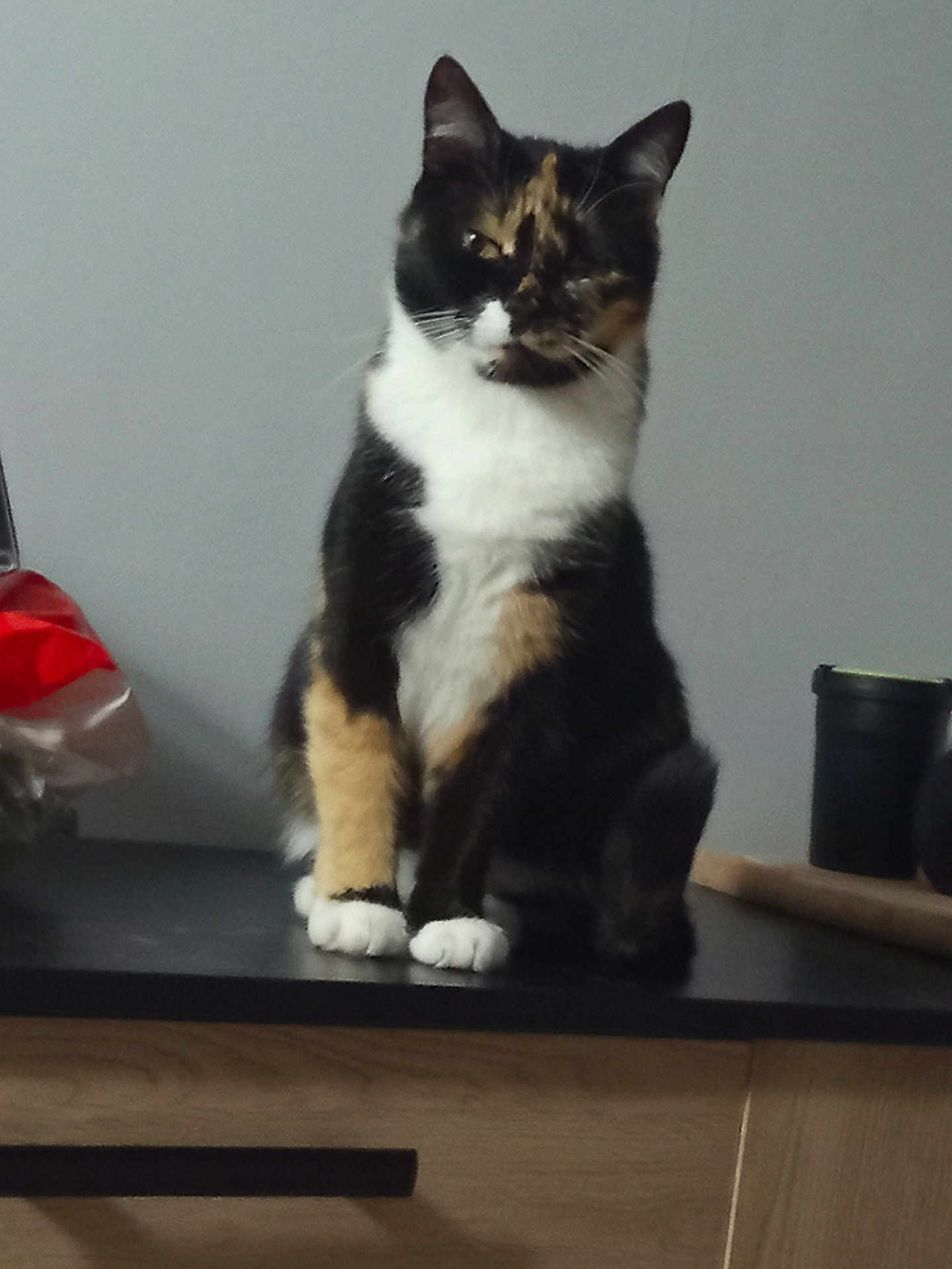 Bella a rejoint le concours — aidez-le/la à gagner de superbes lots ! cat, calico, feline, pet, indoor, kitchen, counter, sitting, fur_pattern, white_paws, black_fur, orange_fur, animal, whiskers, ears, domestic_animal, cute, portrait, furniture, household