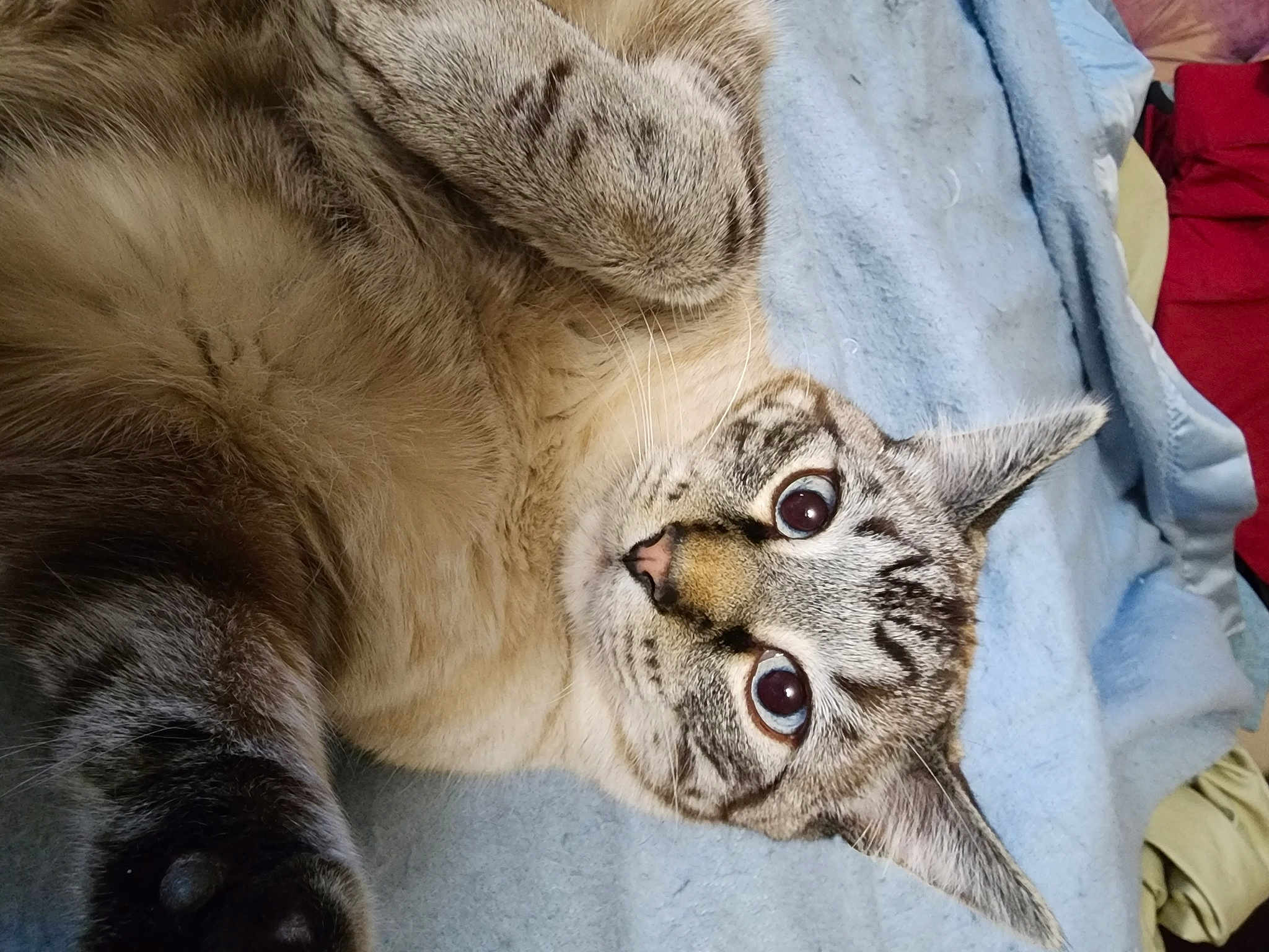 Dieko