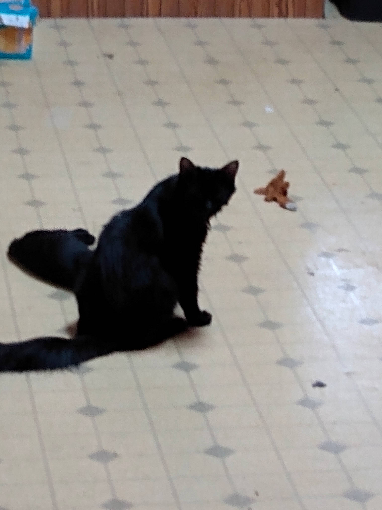 Jelly is registered to the contest to win money with this photo: black_cat, bombay, carnivore, cat, claw, domestic_short_haired_cat, felidae, floor, flooring, fur, hardwood, road_surface, shadow, small_to_medium_sized_cats, snout, tail, terrestrial_animal, tile_flooring, whiskers, wood