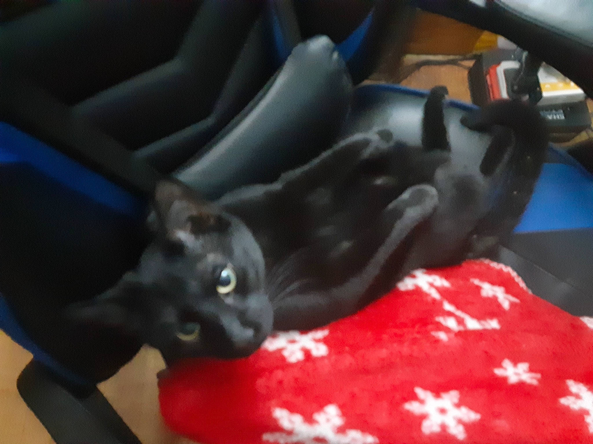 Jelly joined the competition — help win amazing prizes! black_cat, bombay, car, car_seat, car_seat_cover, carnivore, cat, comfort, dog_breed, domestic_short_haired_cat, felidae, fur, luxury_vehicle, personal_luxury_car, small_to_medium_sized_cats, steering_wheel, tail, vehicle, vehicle_door, whiskers