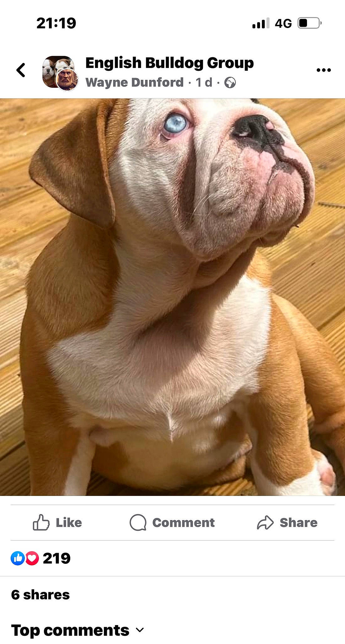 Humphrey joined the competition — help win amazing prizes! bulldog, canidae, carnivore, companion_dog, dog, dog_breed, dog_collar, fawn, hardwood, liver, non_sporting_group, photo_caption, snout, sporting_group, stock_photography, terrestrial_animal, white_english_bulldog, wood, working_animal, wrinkle