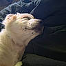 dog, sleeping, pet, fur, cozy, blanket, resting, animal, indoors, cute, calm, snout, whiskers, relaxed, closeup, mammal, companion, fluffy, soft, peaceful