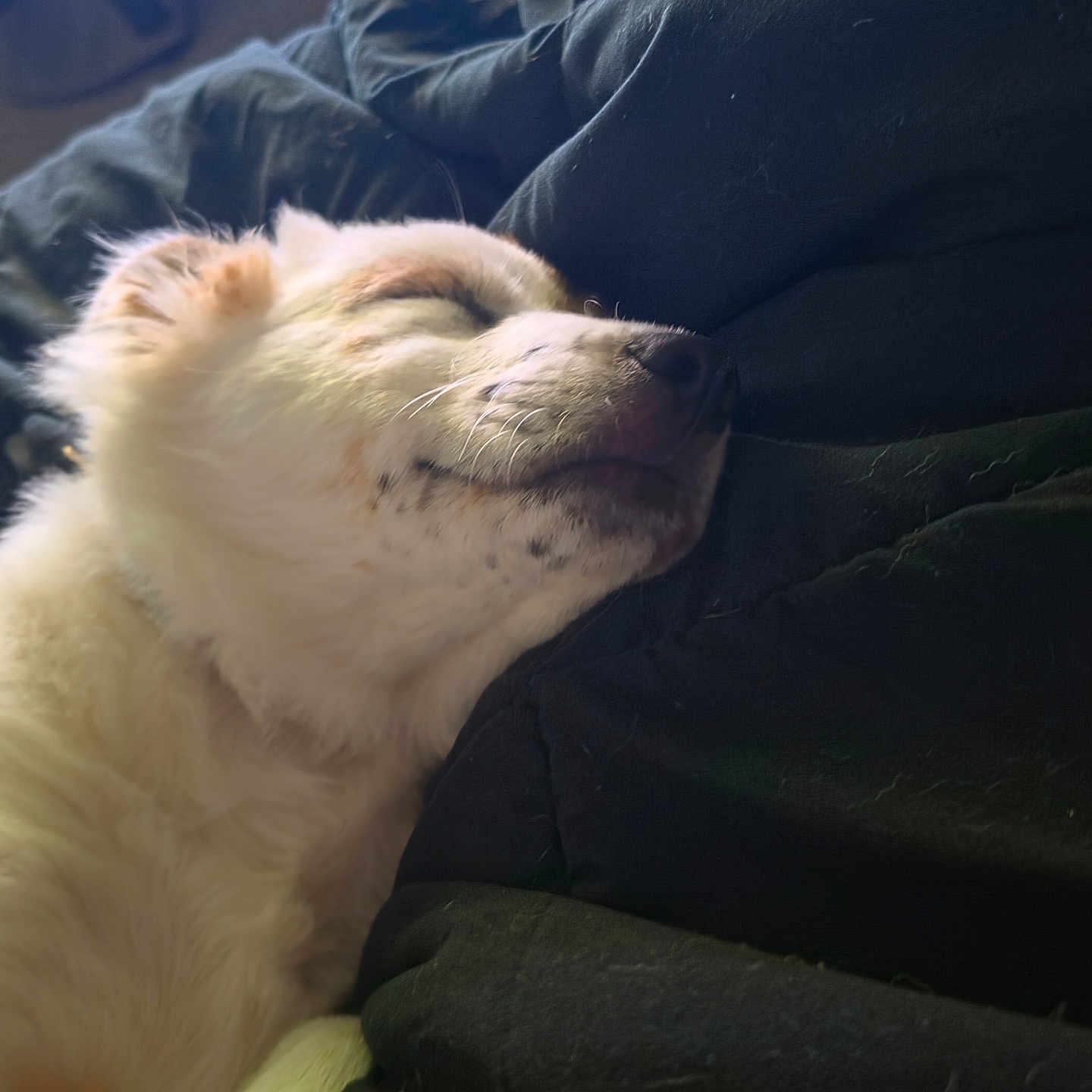 Adonis joined the competition — help win amazing prizes! dog, sleeping, pet, fur, cozy, blanket, resting, animal, indoors, cute, calm, snout, whiskers, relaxed, closeup, mammal, companion, fluffy, soft, peaceful