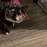 Gigi joined the competition — help win amazing prizes! animal, cat, collar, curious, curtains, domestic_cat, feline, floor, flooring, fur, home, indoor, looking_up, pet, pink_rug, side_view, storage_boxes, tortoiseshell_cat, whiskers, wooden_floor
