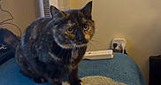Gigi is registered to the contest to win money with this photo: animal, blanket, cable, cat, curious, cute, domestic, ears, eyes, floor, fur, furniture, home, indoor, mammal, pet, power_strip, standing, tortoiseshell, whiskers