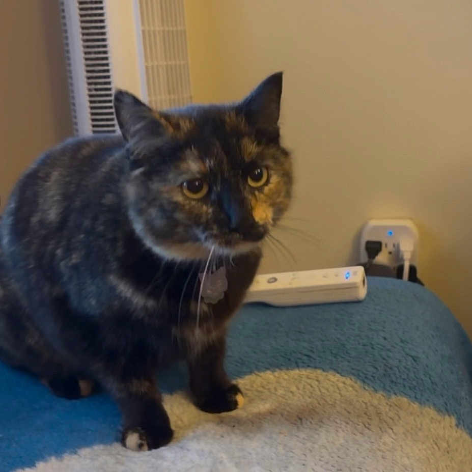 Gigi