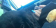 Ren is registered to the contest to win money with this photo: black_dog, blue_nails, car_interior, close_up, comfort, cute, dog, fur, hand, indoors, lap, lighter, nail_polish, person, pet, puppy, resting, seatbelt, snack, travel