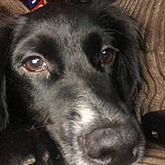 Ren is registered to the contest to win money with this photo: animal, black_dog, brown_eyes, canine, close_up, companion, cozy, dog, domestic_animal, face, fur, indoor, paw, pet, portrait, resting, snout, soft_texture, striped_fabric, whiskers