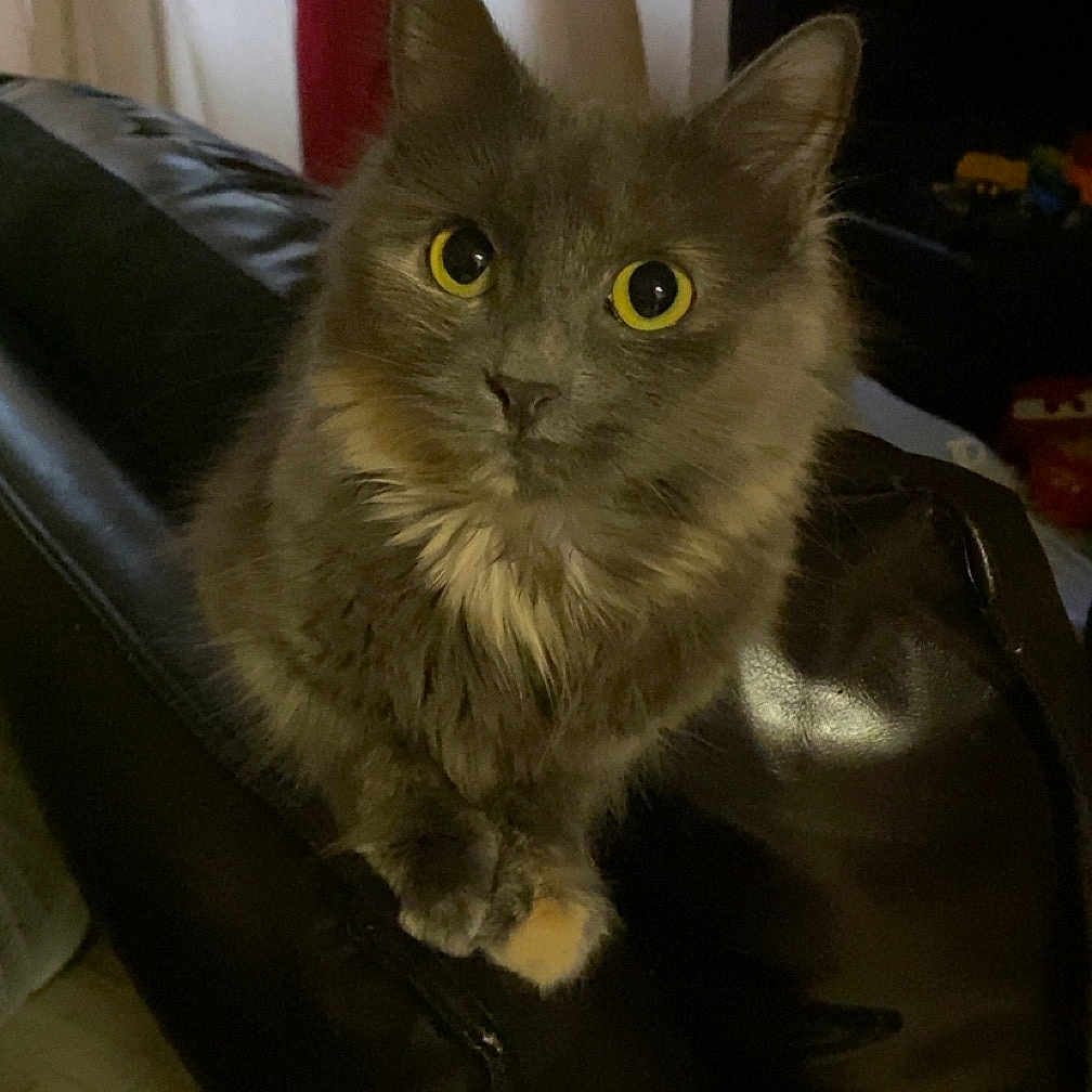 Luna is registered to the contest to win money with this photo: animal, cat, couch, cozy, curious, curtains, cute, domestic_cat, feline, fluffy, furniture, gray_cat, home, indoor, leather, living_room, looking, pet, sitting, yellow_eyes