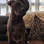 Paco participe au concours pour gagner de l'argent avec cette photo : dog, black_dog, baseball_cap, hat, couch, leopard_print_pillow, curtains, indoor, pet, animal, furniture, brown_blanket, window, sunlight, sitting, portrait, canine, domestic_animal, cozy, relaxed