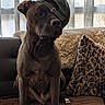 animal, baseball_cap, black_dog, brown_blanket, canine, couch, cozy, curtains, dog, domestic_animal, furniture, hat, indoor, leopard_print_pillow, pet, portrait, relaxed, sitting, sunlight, window