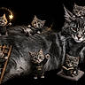 cat, kitten, digital_art, fantasy, magic, hoodie, book, ladder, sparkles, black_background, whimsical, cute, playful, animal, illustration, small_animals, reading, photography, climbing, anthropomorphic