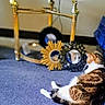 Toby Cat is registered to the contest to win money with this photo: cat, carpet, mirror, reflection, decor, table, brass, sunburst_mirror, indoor, feline, curious, relaxing, home, cozy, orange_tabby, white_fur, floor, shadow, furniture, quiet