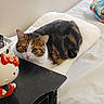Toby Cat joined the competition — help win amazing prizes! cat, tabby_cat, pillow, bed, hello_kitty, figurine, quilted, white, black_surface, indoor, pet, animal, resting, curious, feline, decor, soft_lighting, closeup, domestic, quiet