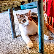 Toby Cat joined the competition — help win amazing prizes! cat, tabby, white_fur, carpet, indoor, table_leg, blue_metal, rustic, paint_chipped, furniture, red_fabric, pet, animal, resting, curious, whiskers, paw, floor, cozy, domestic