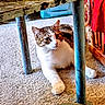 cat, tabby, white_fur, carpet, indoor, table_leg, blue_metal, rustic, paint_chipped, furniture, red_fabric, pet, animal, resting, curious, whiskers, paw, floor, cozy, domestic