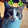 Toby Cat