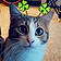 Toby Cat
