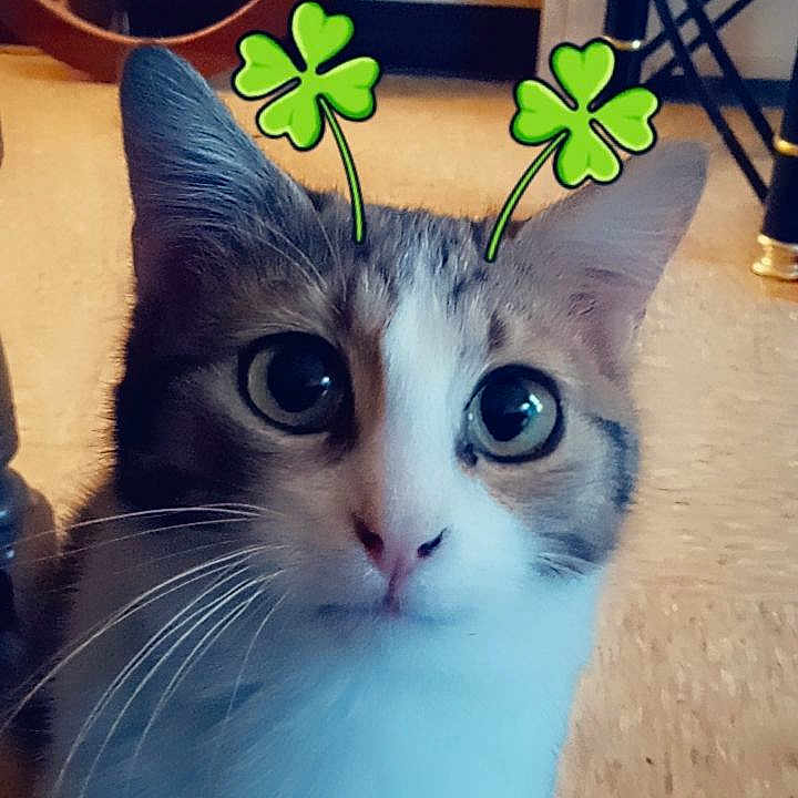 Toby Cat joined the competition — help win amazing prizes! cat, pet, indoor, animal, whiskers, curious, digital_filter, four_leaf_clover, ears, face, floor, mirror, furniture, closeup, eyes, cute, domestic_cat, playful, portrait, antenna