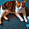 cat, tabby, pet, animal, fur, indoor, carpet, floor, paw, whiskers, relaxed, laying, domestic, cute, mammal, striped, orange, white, toe, human